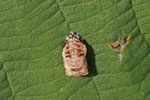 Asiatischer Marienkäfer, Puppe, Harmonia axyridis