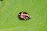 Asiatischer Marienkäfer, Puppe, Harmonia axyridis