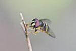 Breitband-Waldschwebfliege, Dasysyrphus tricinctus 