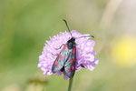 Sechsfleck-Widderchen, Zygaena filipendulae