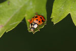Asiatischer Marienkäfer, Harmonia axyridis, Farbform succinea