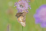 Gammaeule, Autographa gamma