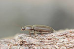 Schnellkäfer, Elateridae sp.