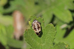 Asiatischer Marienkäfer, Puppe, Harmonia axyridis
