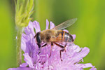 Mistbiene, weibl., Eristalis tenax