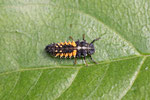 Asiatischer Marienkäfer, Larve, Harmonia axyridis