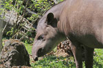 Tapir