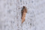 Lehmfarbige Graswurzeleule, Luperina testacea