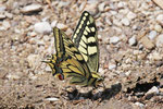 Schwalbenschwanz, Papilio machaon