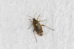 Eichenwanze, Harpocera thoracica