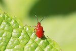 Maiglöckchen-Hähnchen, Lilioceris merdigera