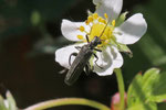 Graugrüner Scheinbockkäfer, männl., Oedemera virescens