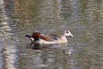 Nilgans