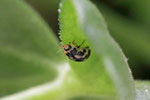 Vierzehnpunktiger Marienkäfer, Propylea quatuordecimpunctata