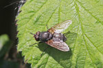 Schmeissfliege, Pollenia sp.