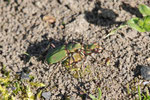 Feld-Sandlaufkäfer, Cicindela campestris