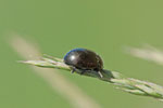 Brauner Blattkäfer, Chrysolina oricalcia