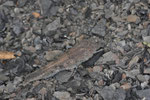 Blauflügelige Sandschrecke, Sphingonotus caerulans