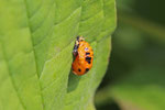 Asiatischer Marienkäfer, Puppe, Harmonia axyridis