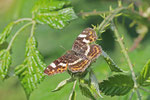 Landkärtchen, Araschnia levana