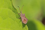 Lederwanze, Coreus marginatus