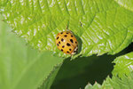 Asiatischer Marienkäfer, Harmonia axyridis