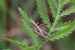 Grashüpfer, Larve, Chorthippus sp.