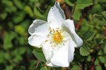 Hundsrose