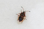 Birkenwanze, Kleidocerys resedae