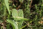 Grünes Heupferd, weibl., Tettigonia viridissima