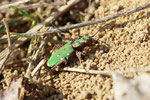 Feld - Sandlaufkäfer, Cicindela campestris