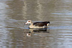 Nilgans