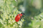 Scharlachroter Feuerkäfer, Pyrochroa coccinea