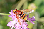 Hornissenschwebfliege, Volucella zonaria