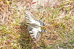 Schwalbenschwanz, Papilio machaon