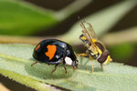 Asiatischer Marienkäfer, Harmonia axyridis, Farbform conspicua