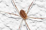 Apenninenkanker, Opilio canestrinii