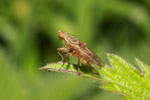 Gelbe Dungfliege, weibl., Scathophaga cf. suilla