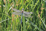 Große Königslibelle, männl., Anax imperator