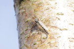 Zuckmücke, männl., Chironomidae sp.