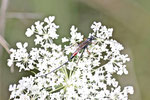 Schlupfwespe, weibl., Lissonata sp.