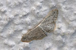 Grauer Zwergspanner, Idaea seriata