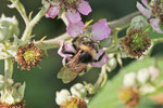 Erdhummel, Bombus terrestris-Gruppe
