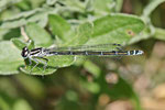 Hufeisen-Azurjungfer, Coenagrion puella