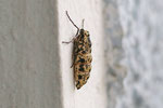 Großer Frostspanner, weibl., Erannis defoliaria