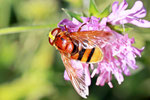 Hornissenschwebfliege, Volucella zonaria