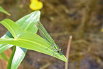 Gebänderte Prachtlibelle, weibl., Calopteryx splendens