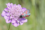 Kleines Fünffleck-Widderchen, Zygaena viciae