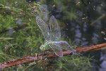 Große Königslibelle, weibl., Anax imperator
