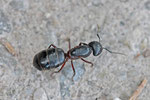 Schwarze Rossameise, Gyne, weibl., Camponotus herculeanus